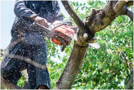 tree services Canadian
